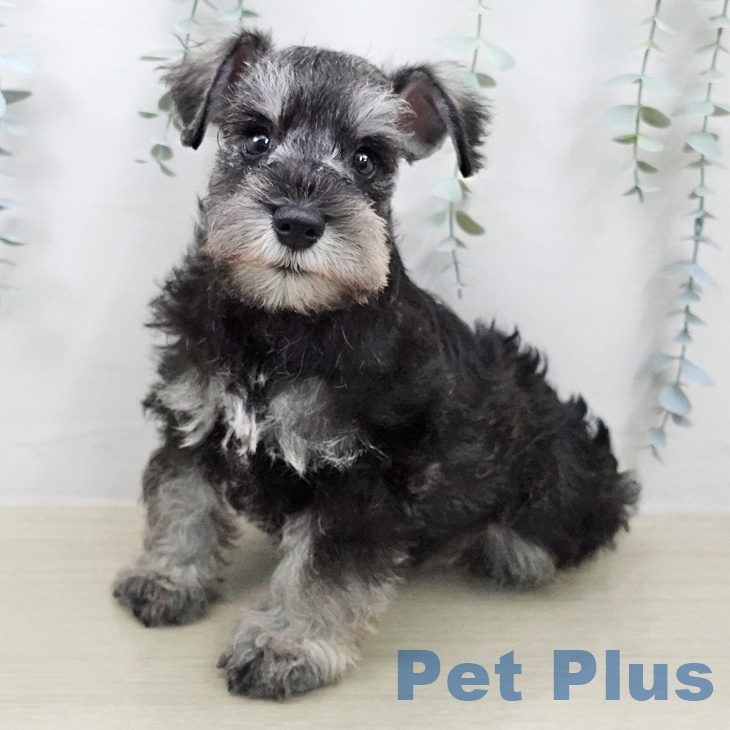 ミニチュア・シュナウザー