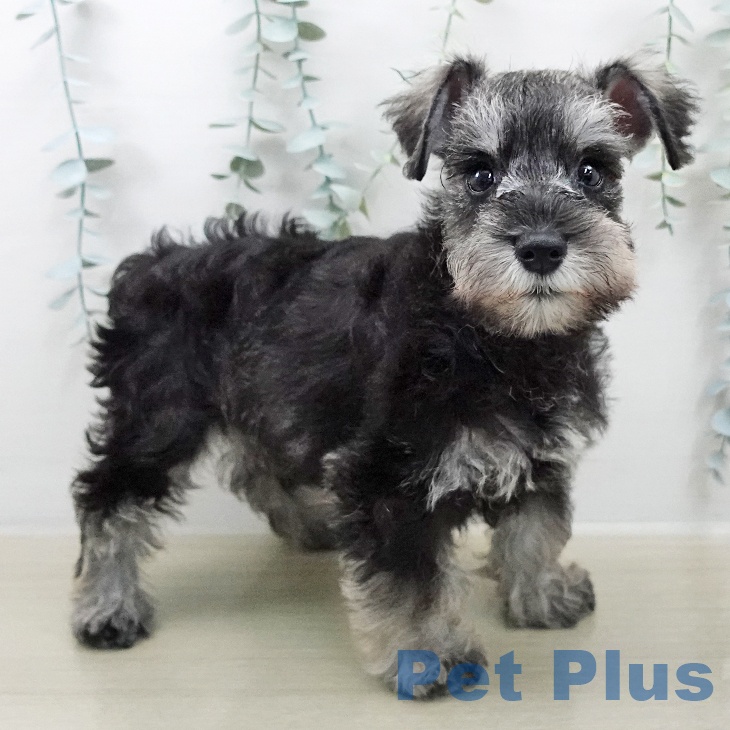 ミニチュア・シュナウザーの写真2