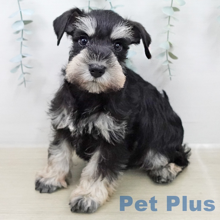 ミニチュア・シュナウザー