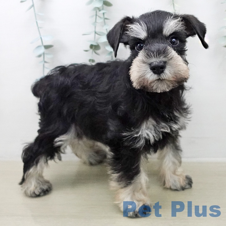 ミニチュア・シュナウザー