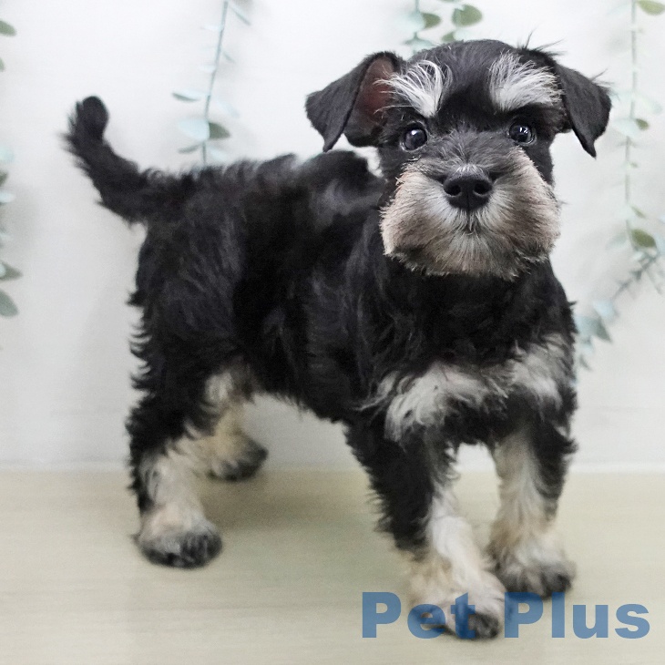 ミニチュア・シュナウザーの写真2