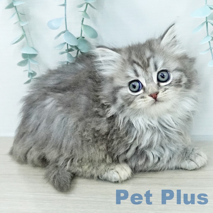 スコティッシュフォールド