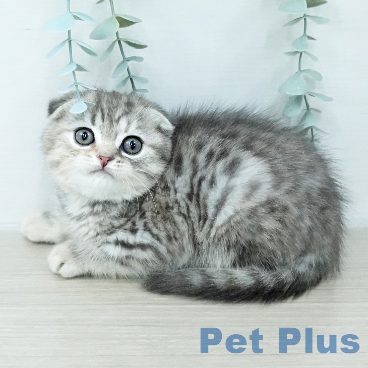 スコティッシュフォールド