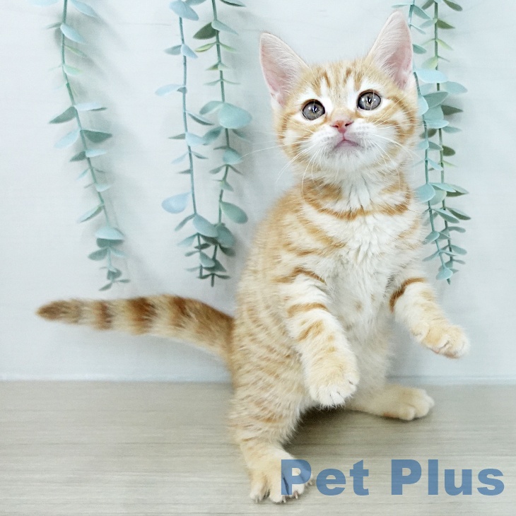 スコティッシュフォールド