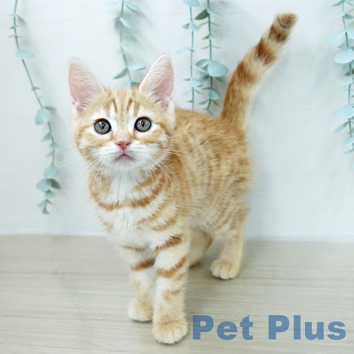 スコティッシュフォールドの写真2