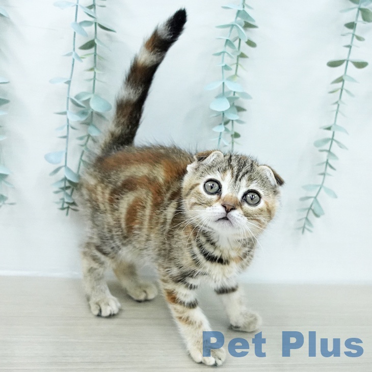 スコティッシュフォールドの写真2