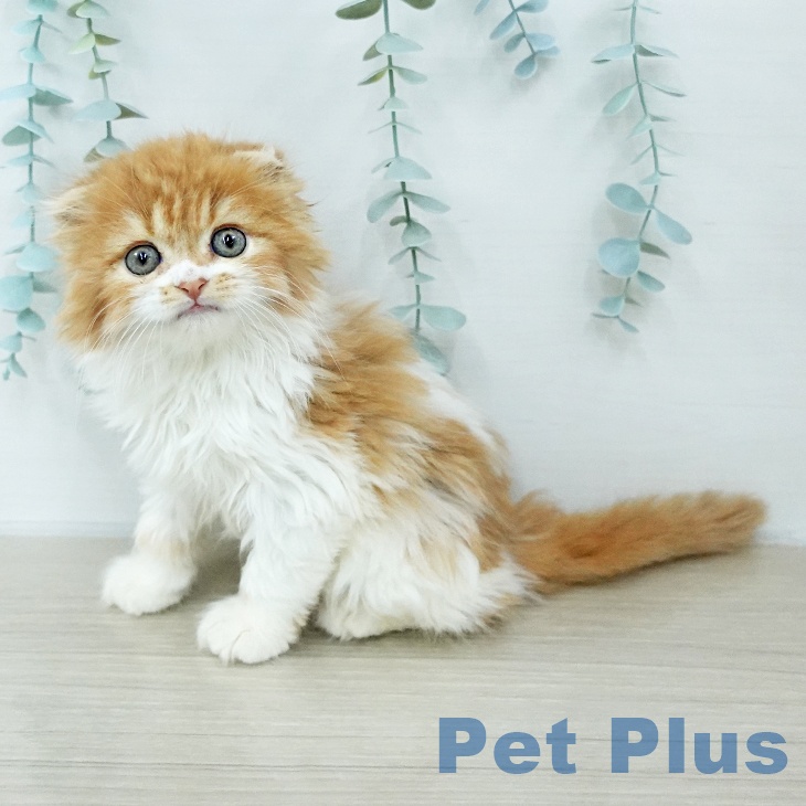 スコティッシュフォールド