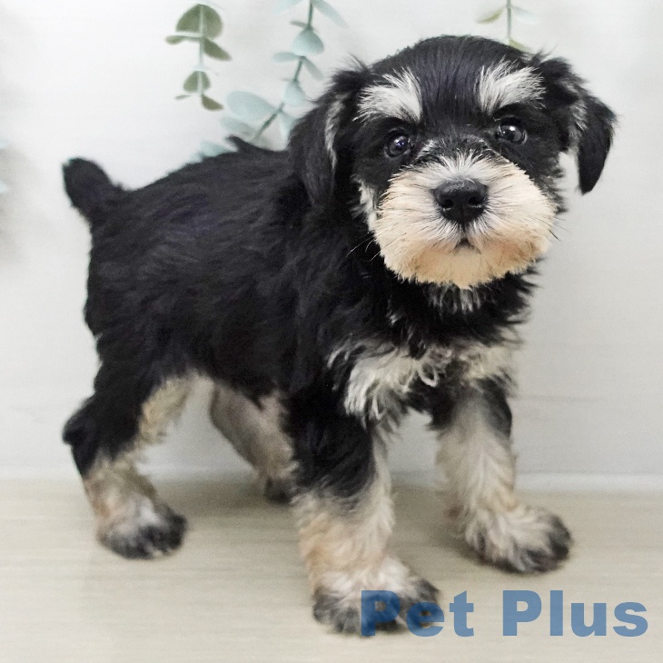 ミニチュア・シュナウザーの写真2