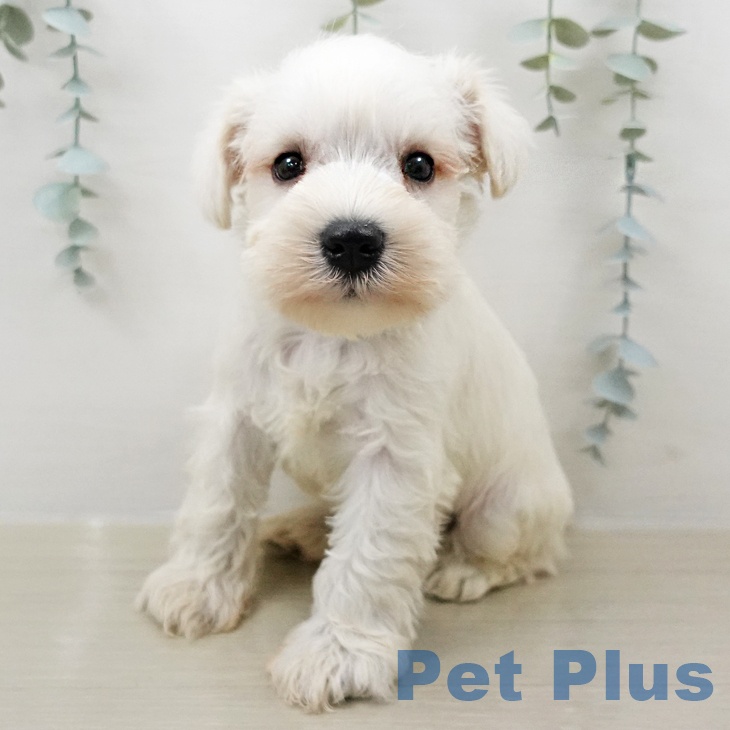 ミニチュア・シュナウザーの写真2