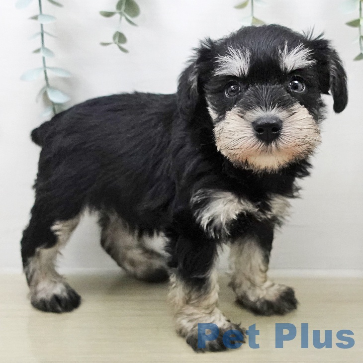 ミニチュア・シュナウザー