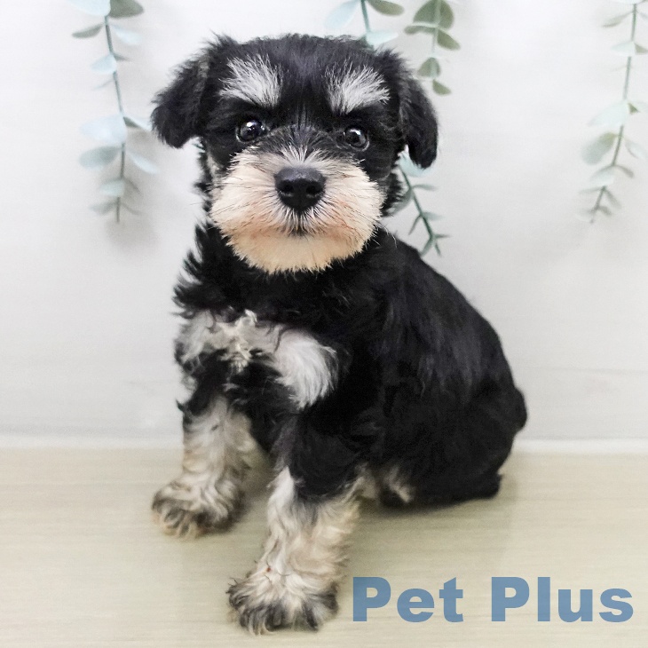 ミニチュア・シュナウザー