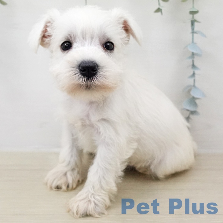 ミニチュア・シュナウザーの写真2