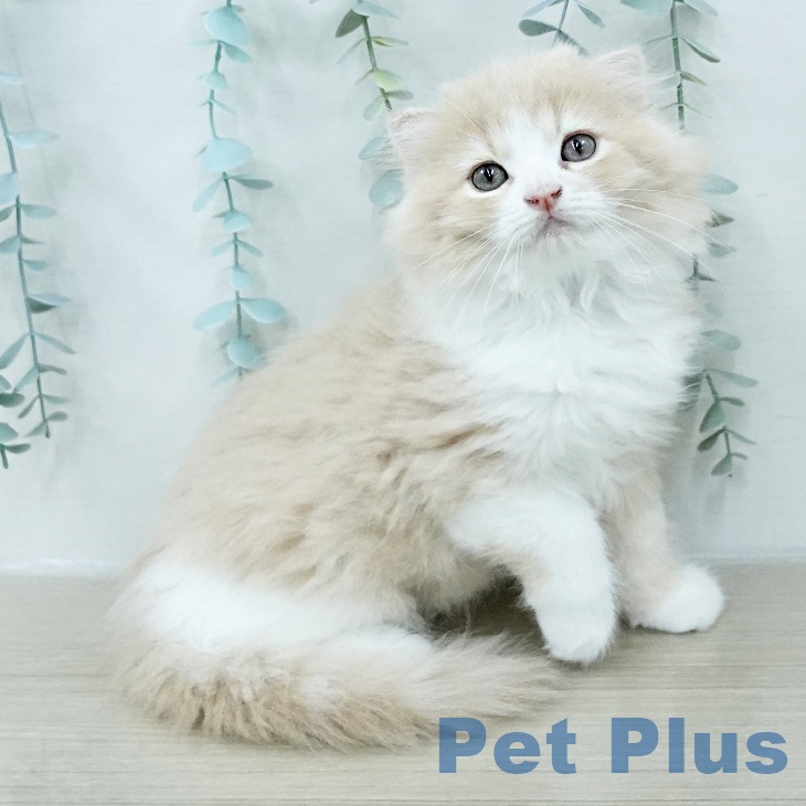 スコティッシュフォールド