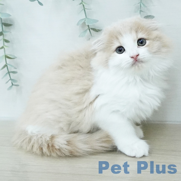 スコティッシュフォールド