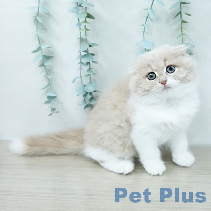 スコティッシュフォールド