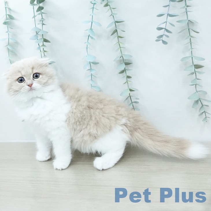 スコティッシュフォールドの写真2