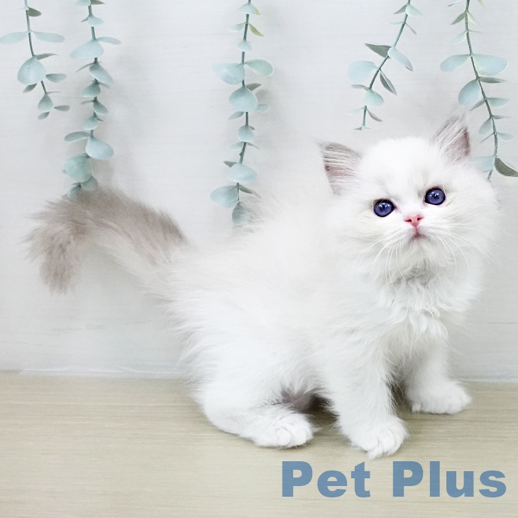 ラグドールの写真2