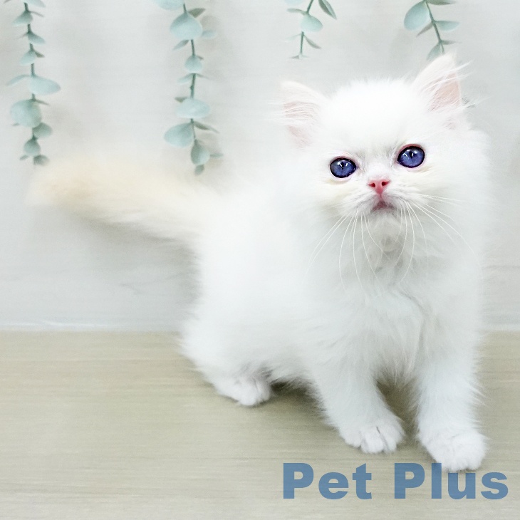 ラグドールの写真2