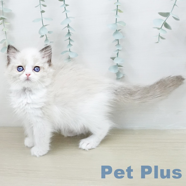 ラグドールの写真2