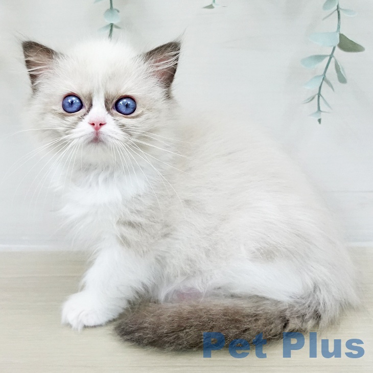 ラグドールの写真2