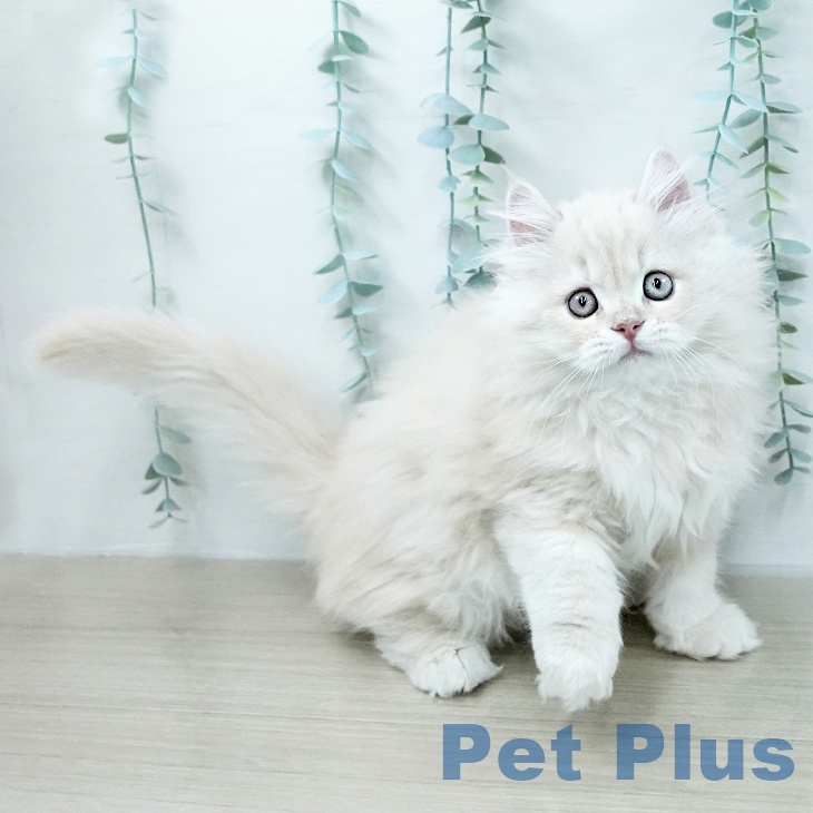 サイベリアンの写真2