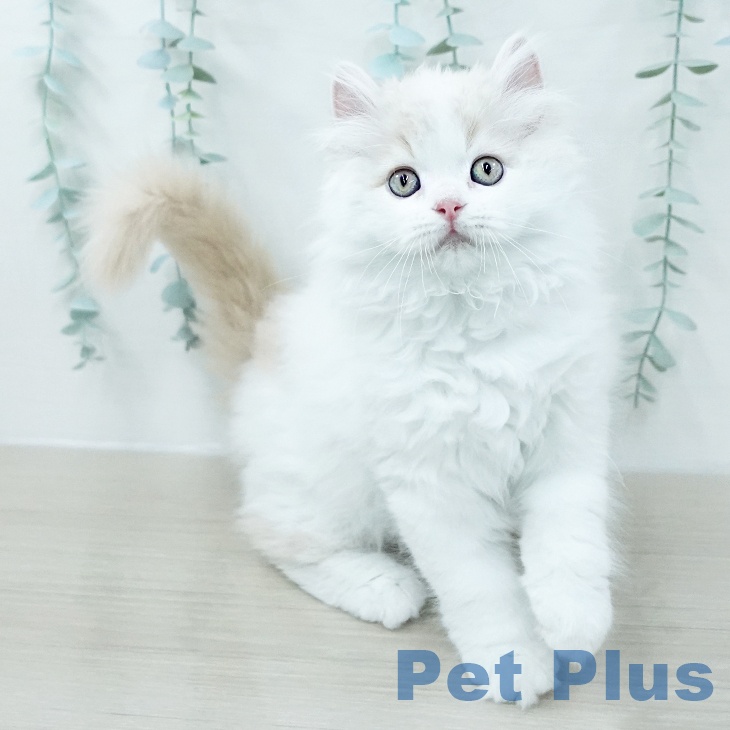 サイベリアンの写真2