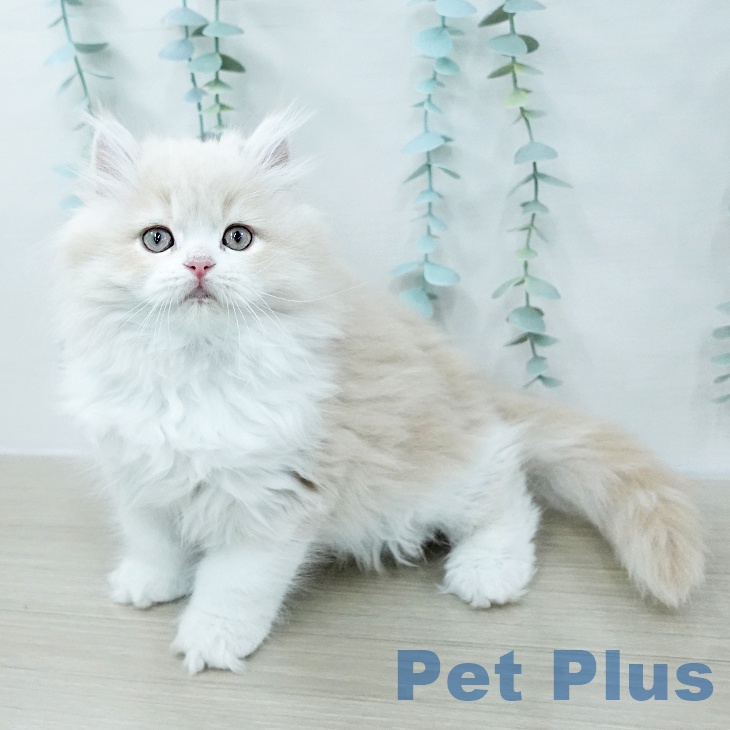 サイベリアンの写真2