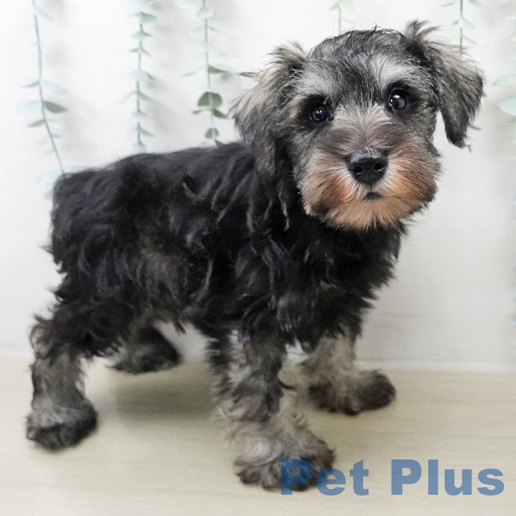 ミニチュア・シュナウザー