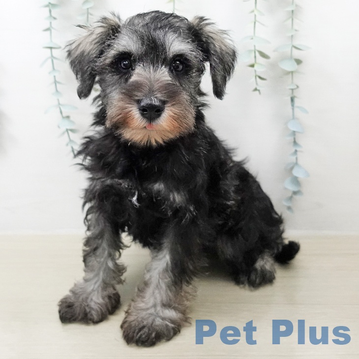 ミニチュア・シュナウザー