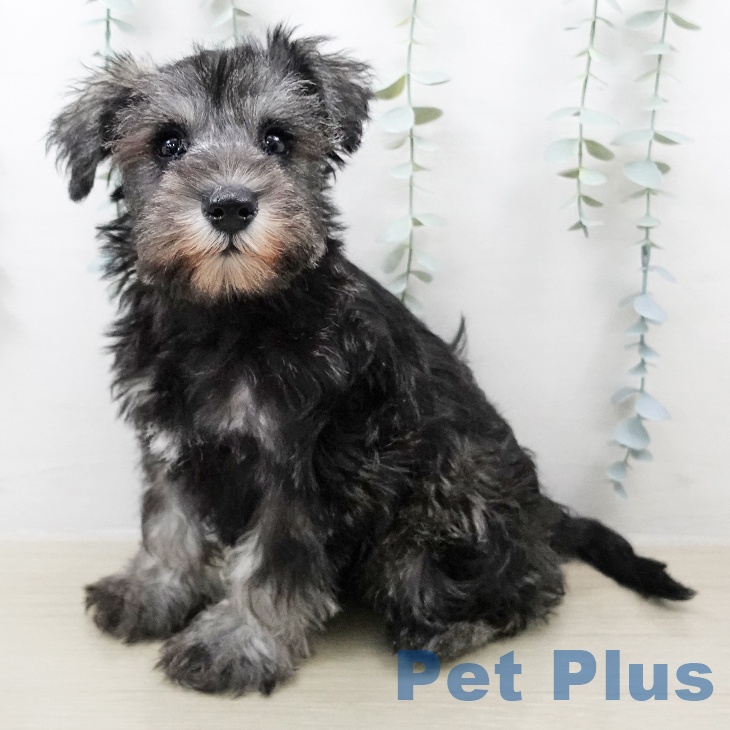 ミニチュア・シュナウザー