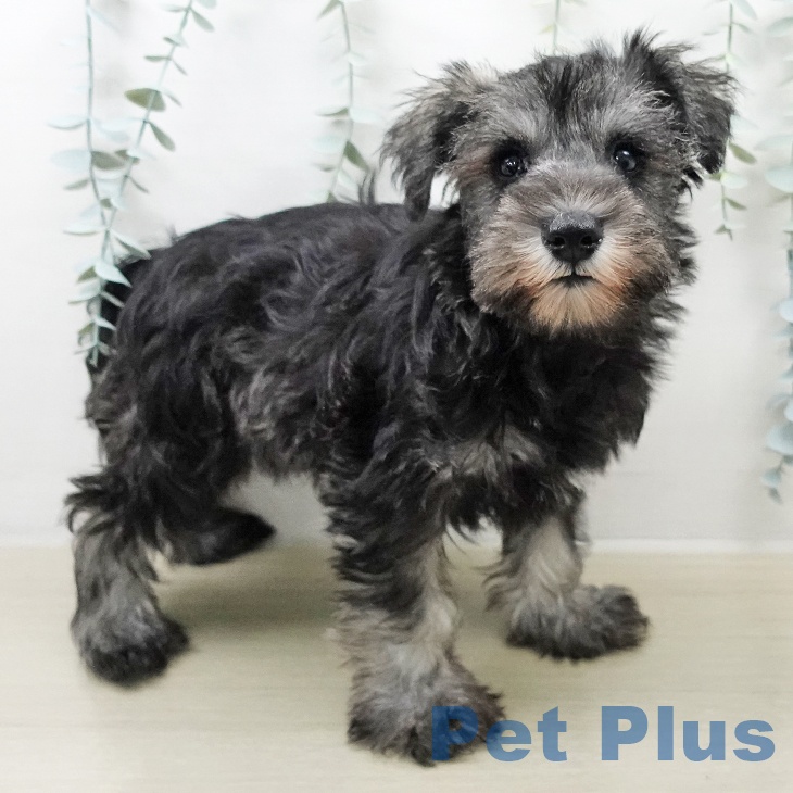 ミニチュア・シュナウザーの写真2