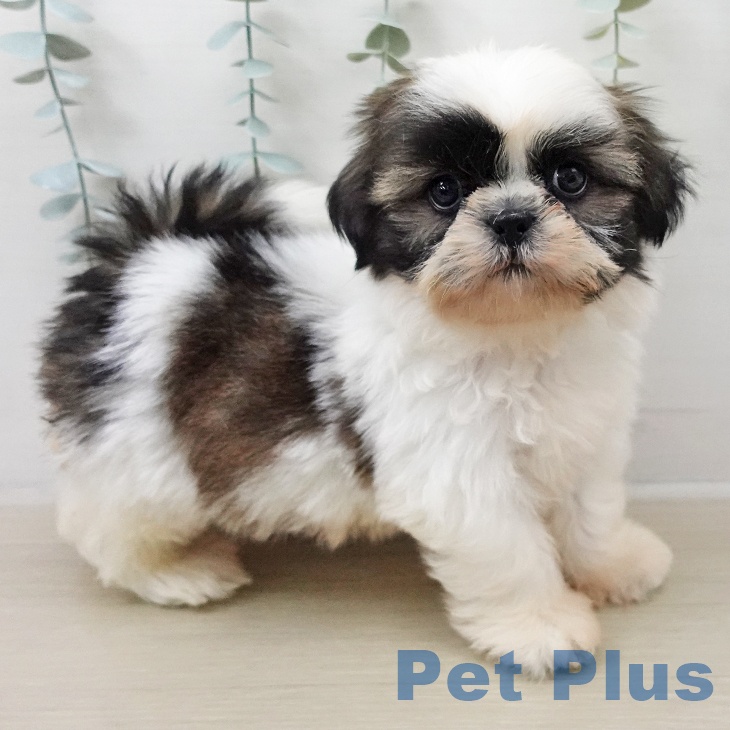 シー・ズーの写真2