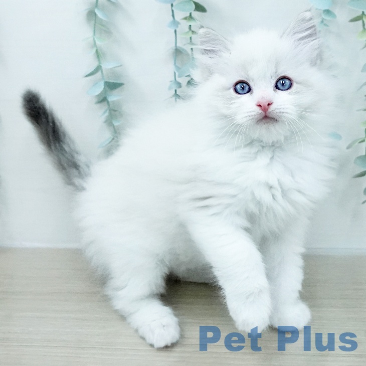 ラグドールの写真2