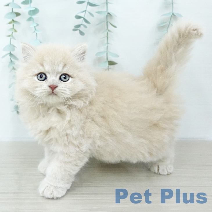 ミヌエットの写真2