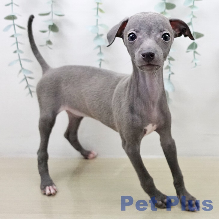 イタリアン・グレーハウンド