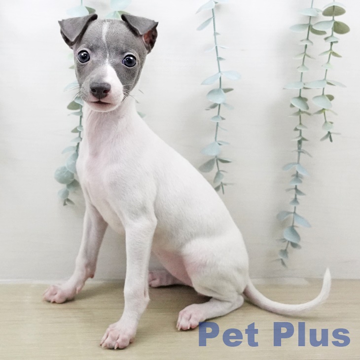 イタリアン・グレーハウンドの写真2