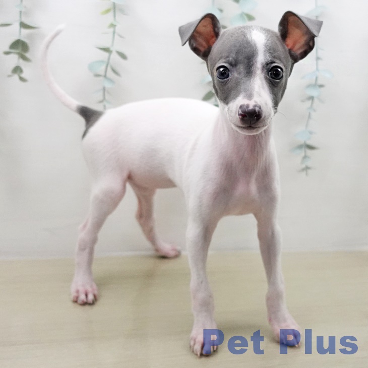 イタリアン・グレーハウンド