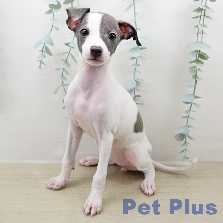 イタリアン・グレーハウンドの写真2