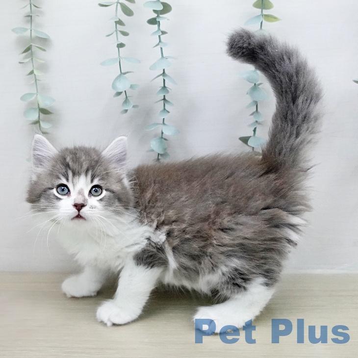 サイベリアンの写真2