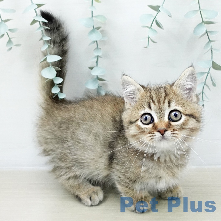 ミヌエットの写真2