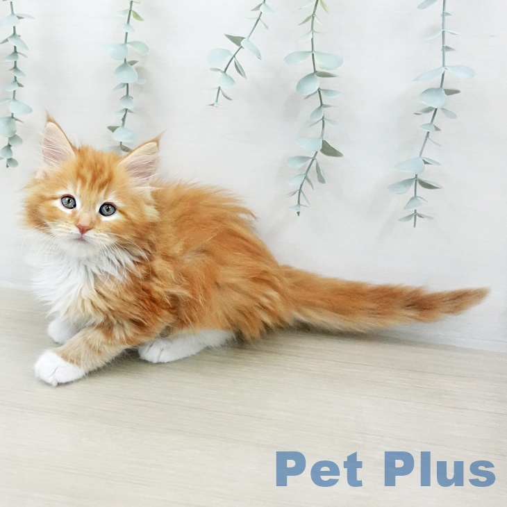 メインクーンの写真2