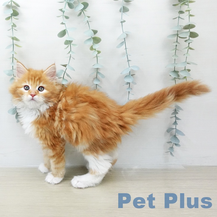 メインクーンの写真2