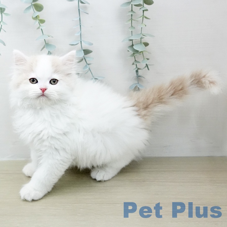 サイベリアンの写真2