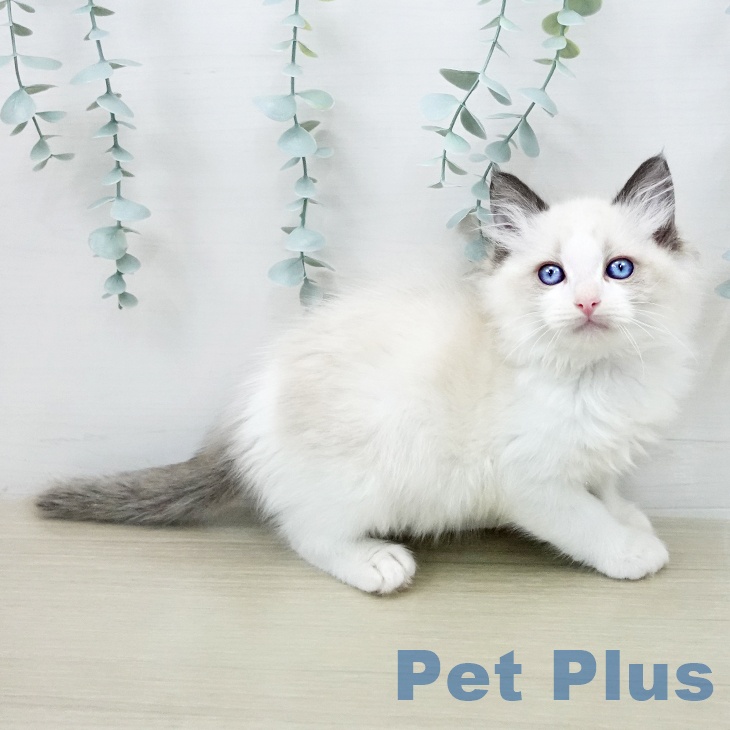 ラグドールの写真2