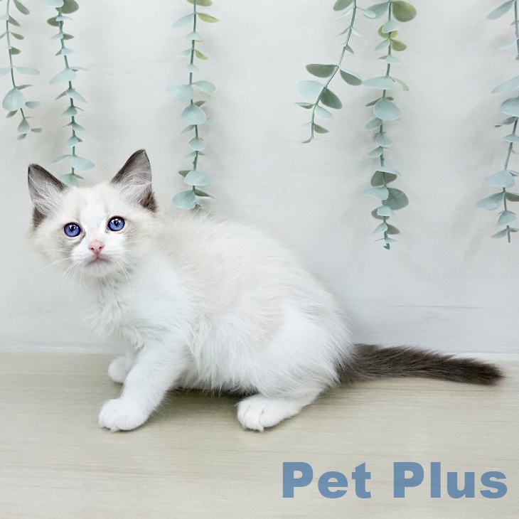 ラグドールの写真2