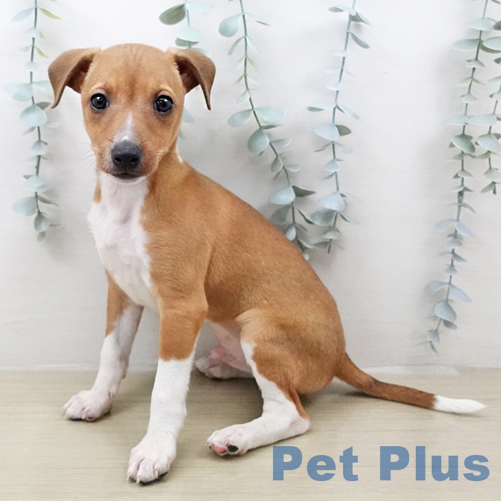 イタリアン・グレーハウンド