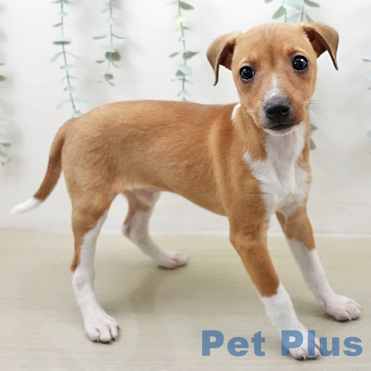 イタリアン・グレーハウンドの写真2