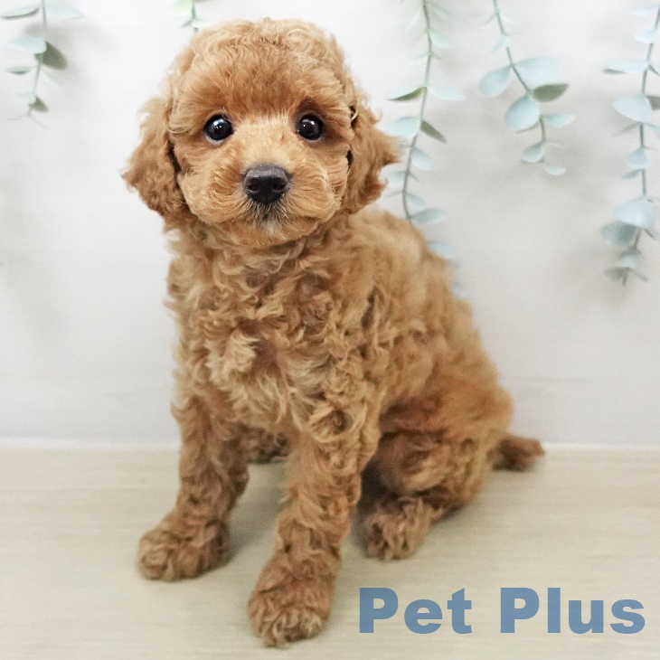 トイ・プードル