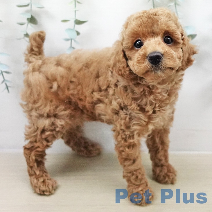 トイ・プードルの写真2