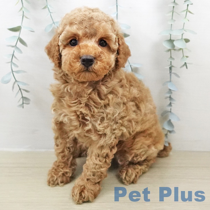 トイ・プードル